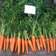 RCA02 Reyou cinq pouces graines de carotte chinois à vendre
